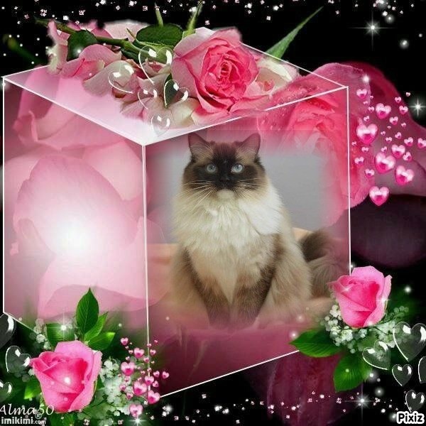 Ada uploaded   13  day/s  ago