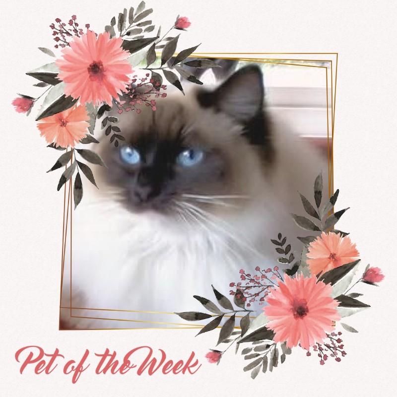 Genesis-sisca of the Ada family