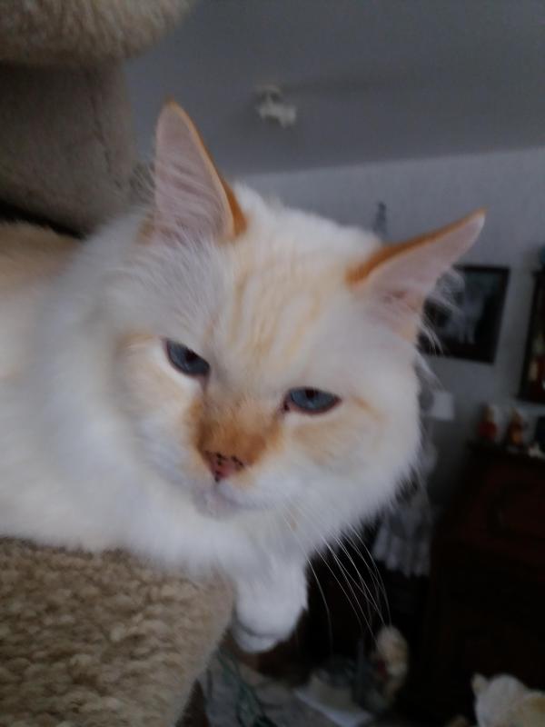 Chatabe of the Ada family