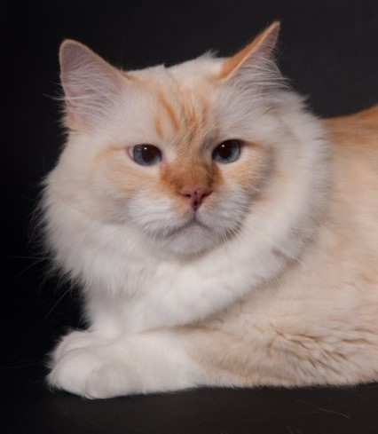 Chatabe of the Ada family