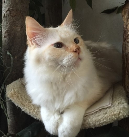 Chatabe of the Ada family