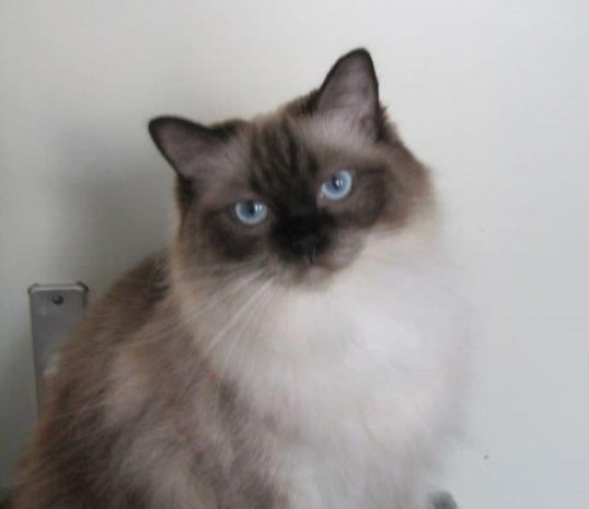 Joya Fayola of the Ada family