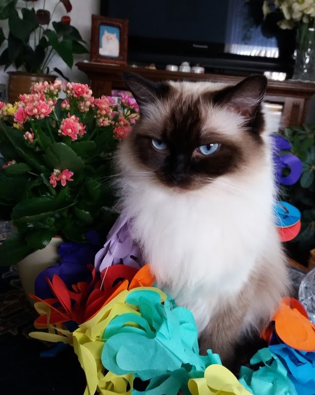 Ada uploaded   4 year/s ago