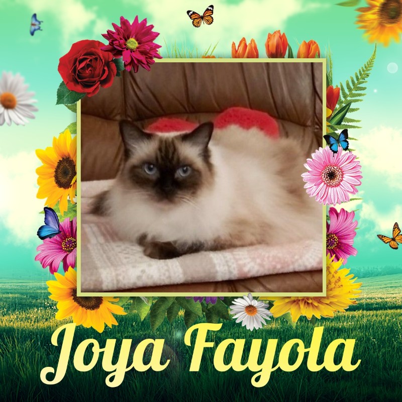Joya Fayola of the Ada family