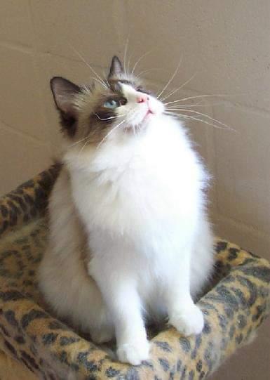 Savannah Mingh of the Ada family