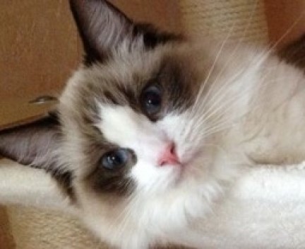 Savannah Mingh of the Ada family