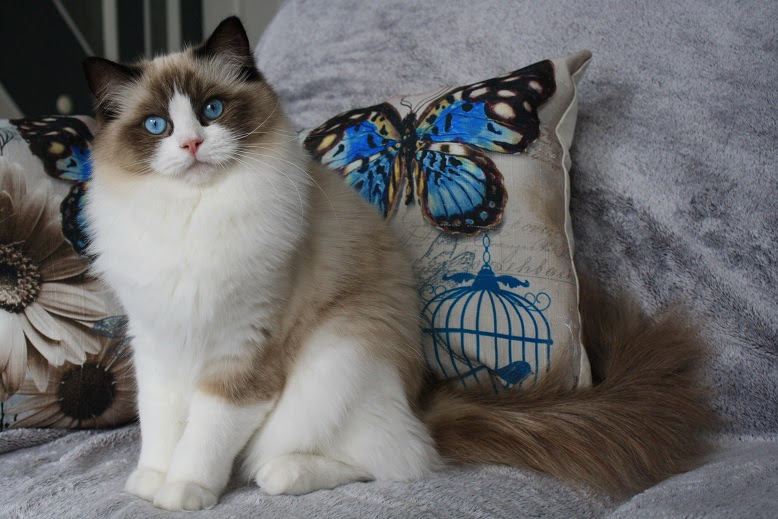 Ada uploaded   6 year/s ago