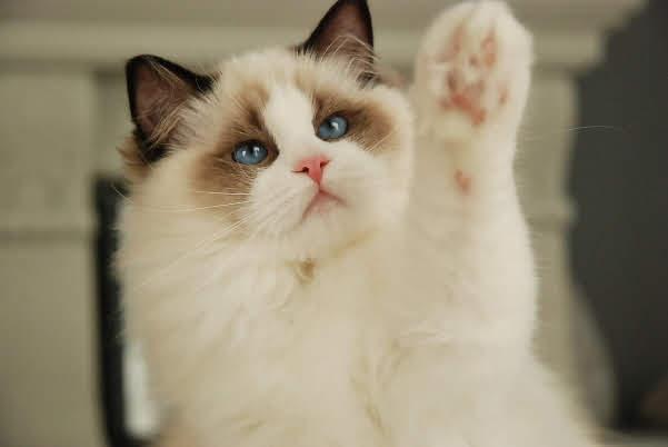 Ada uploaded   4 year/s ago