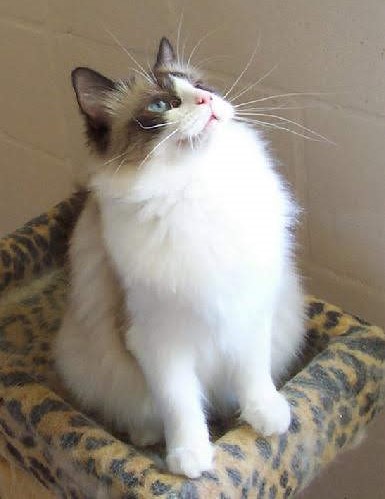 Ada uploaded   4 year/s ago