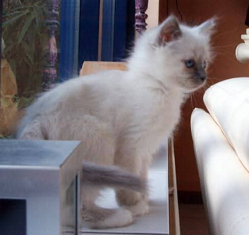 Indigo Frost of the Ada family