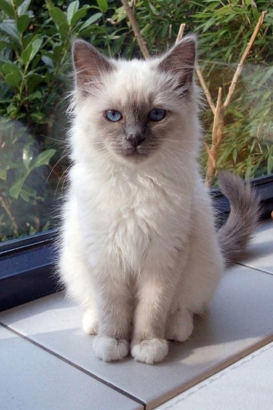 Indigo Frost of the Ada family