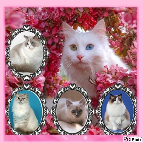 Indigo Frost of the Ada family