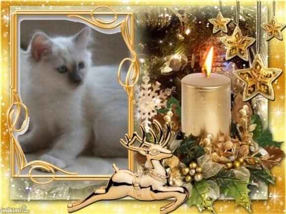 Indigo Frost of the Ada family