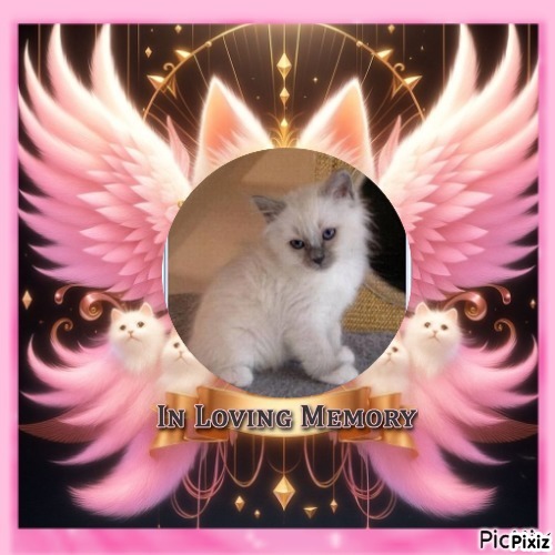 Indigo Frost of the Ada family