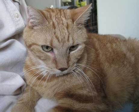 Vasthi of the Ada family