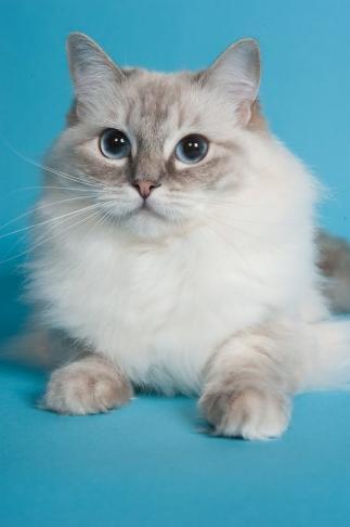 Fleurioza-manoah of the Ada family