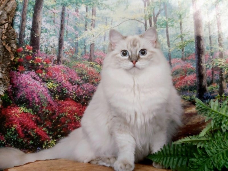 Fleurioza-manoah of the Ada family