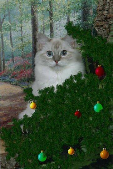 Fleurioza-manoah of the Ada family