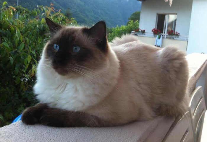 Ada uploaded   4 year/s ago