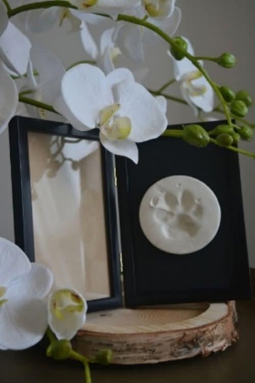 Pasquenella of the Ada family