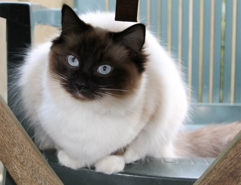 Pasquenella of the Ada family