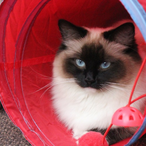 Ada uploaded   6 year/s ago