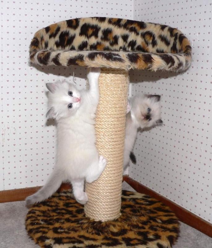 Ada uploaded   3 year/s ago