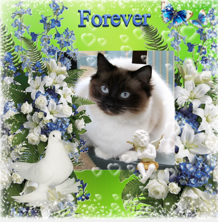 Pasquenella of the Ada family