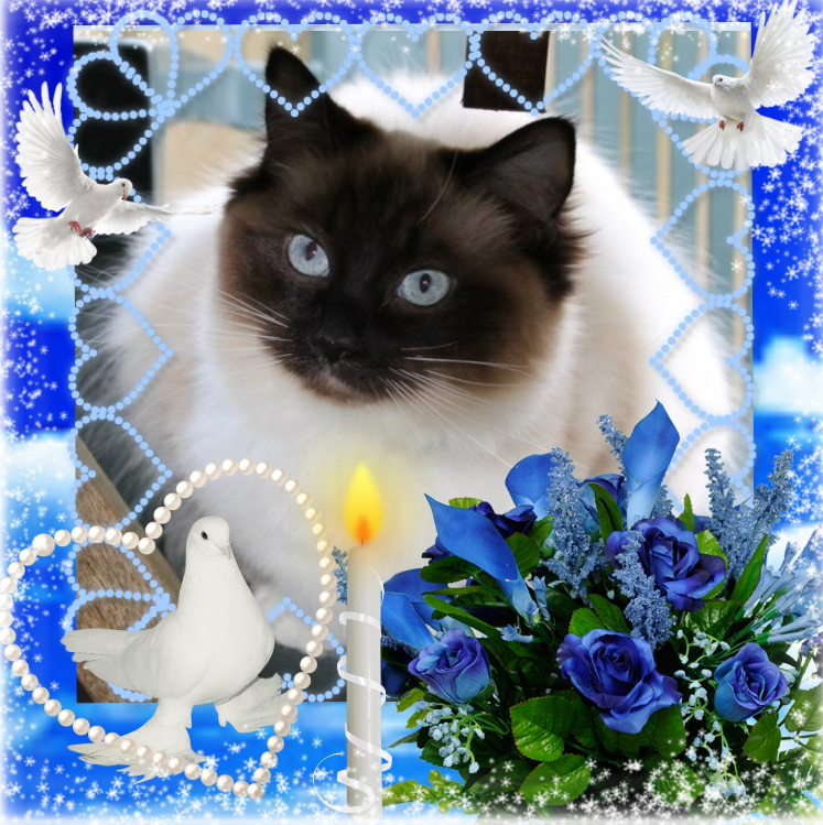 Pasquenella of the Ada family