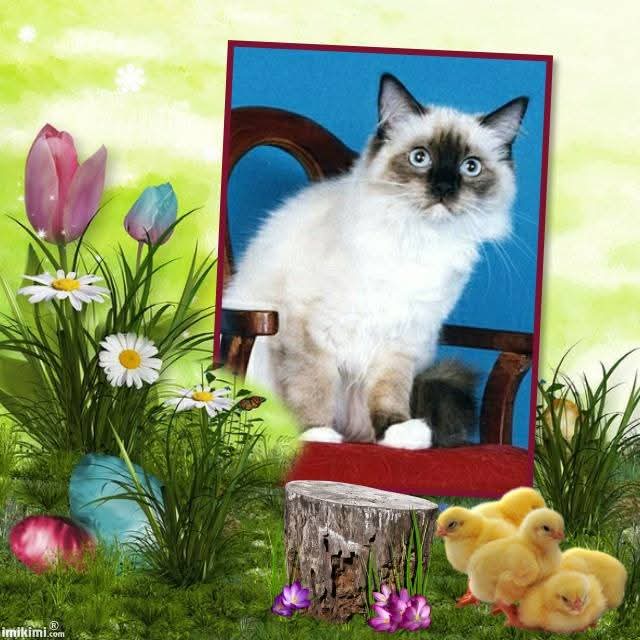 Pasquenella of the Ada family