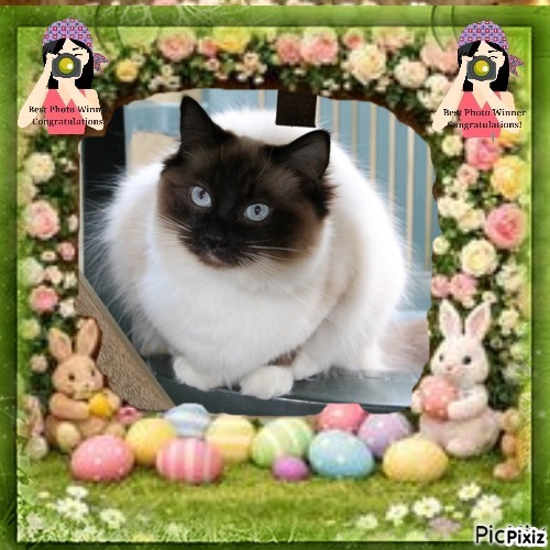 Pasquenella of the Ada family