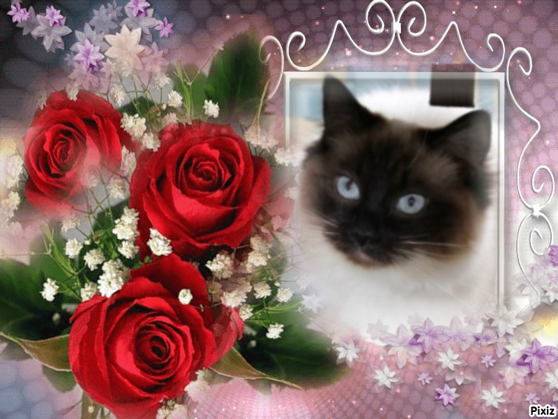 Pasquenella of the Ada family