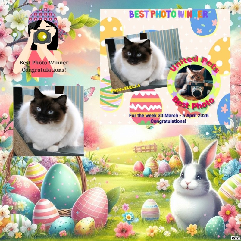 Pasquenella of the Ada family