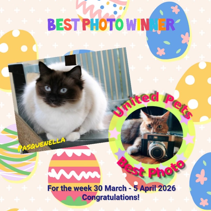 Pasquenella of the Ada family