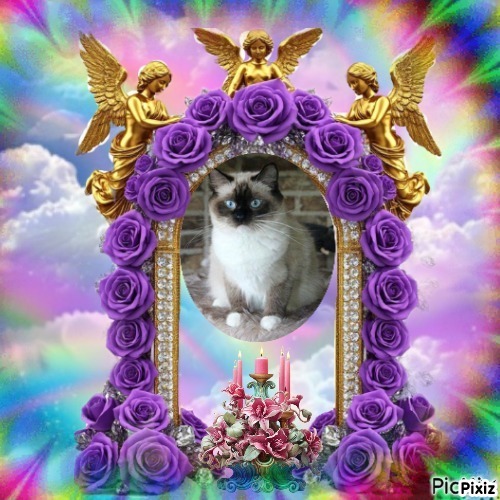 Pasquenella of the Ada family