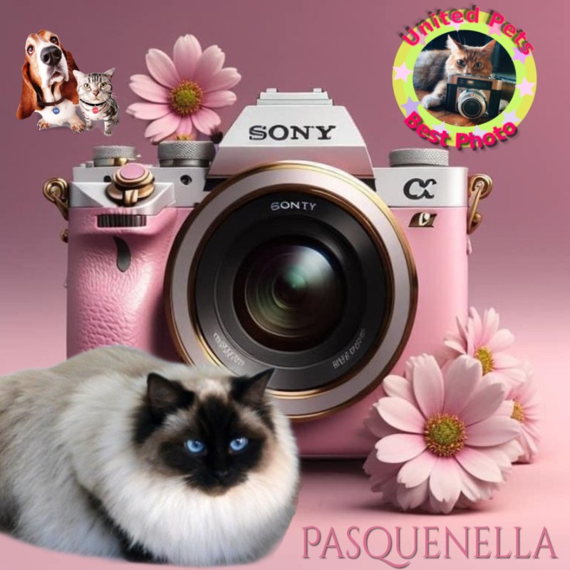 Pasquenella of the Ada family