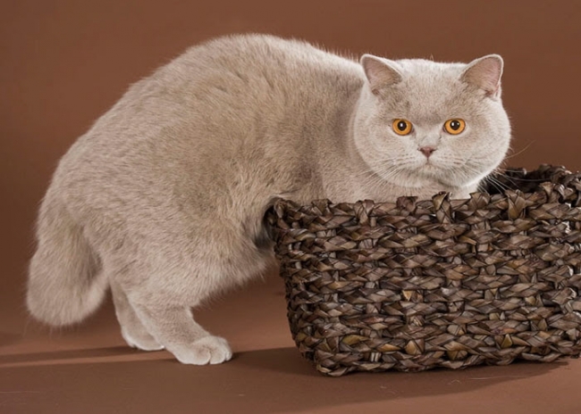 Ada uploaded   6 year/s ago