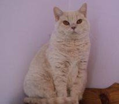 Ada uploaded   5 year/s ago