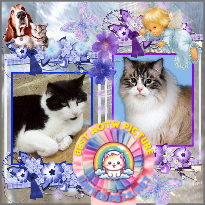 Carte Blanche of the Ada family