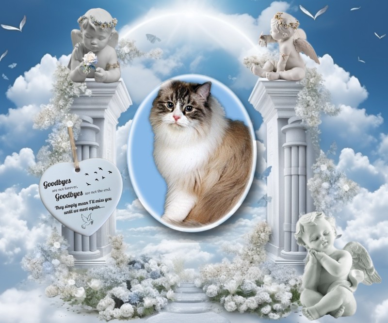 Carte Blanche of the Ada family