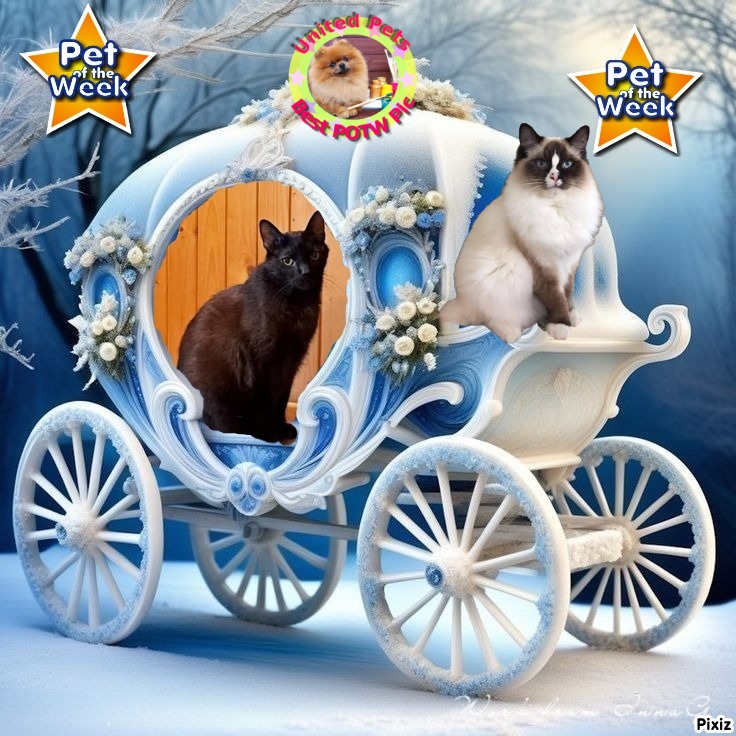 Chelsey of the Ada family