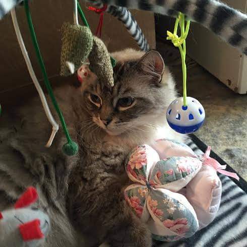 Ada uploaded   1 year/s ago