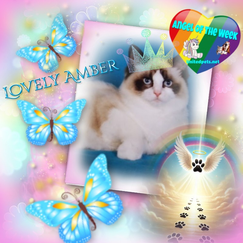 Lovely Amber of the Ada family