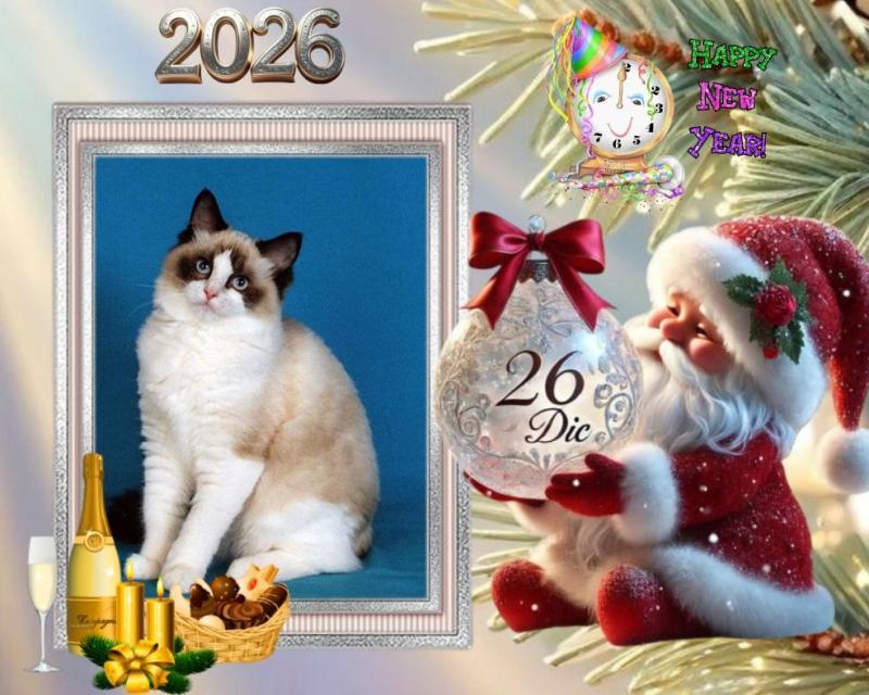 Lovely Amber of the Ada family