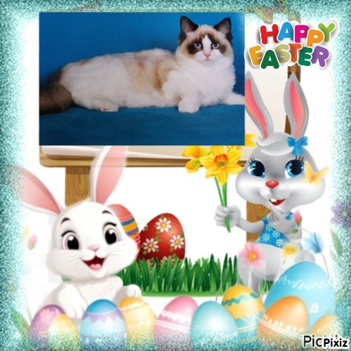 Lovely Amber of the Ada family