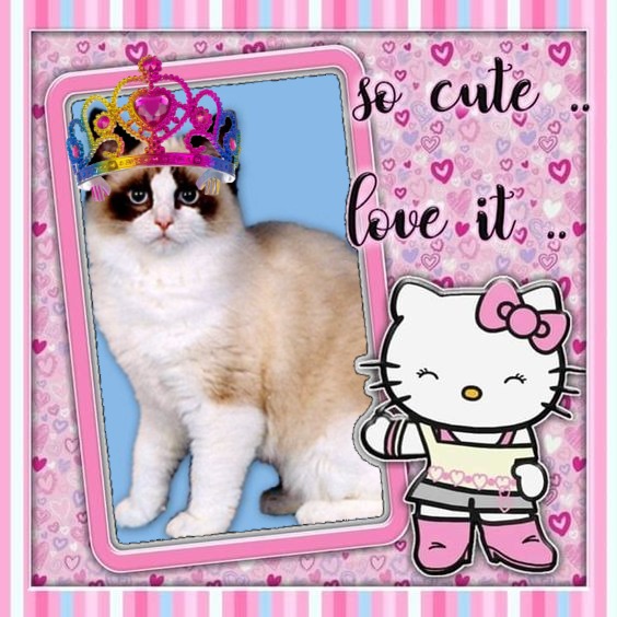 Lovely Amber of the Ada family