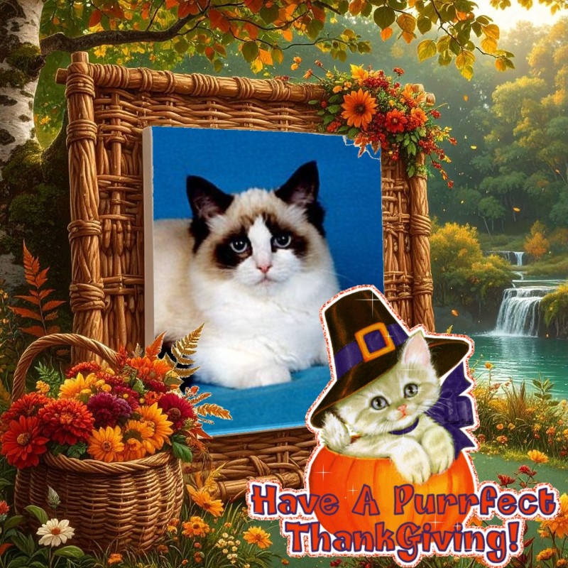 Lovely Amber of the Ada family