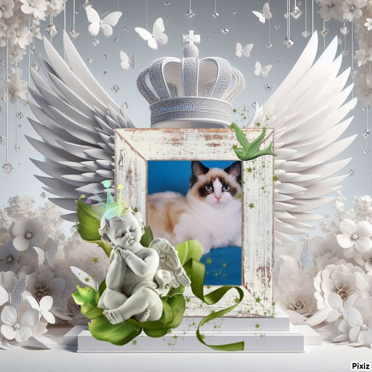 Lovely Amber of the Ada family