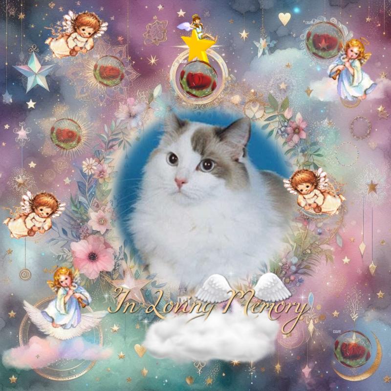 Querida Blue Angel of the Ada family