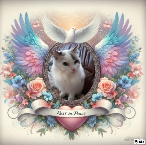 Querida Blue Angel of the Ada family